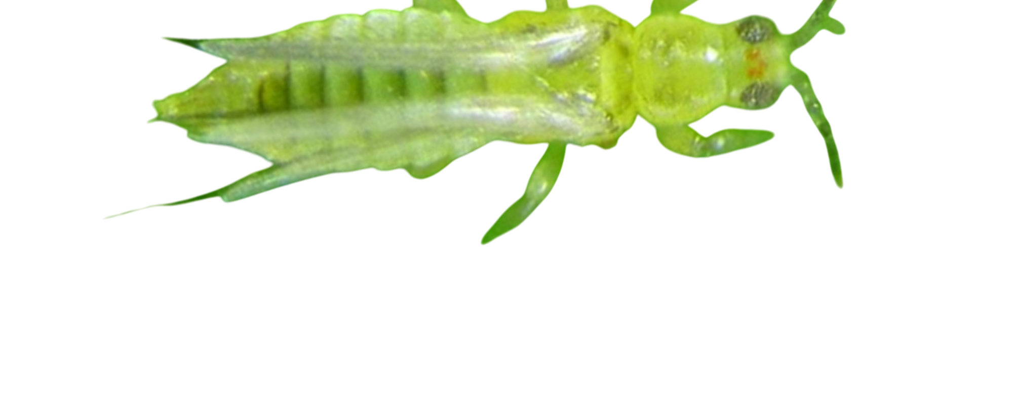 Trips de los cítricos